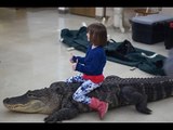 Chuyện khó tin - phát hoảng bé gái 7 tuổi cưỡi cá sấu trong ngày sinh nhật