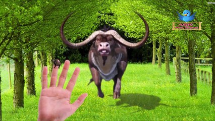 Буйвол Интернете семья палец песня | собаки питомники палец потешки детей семьи