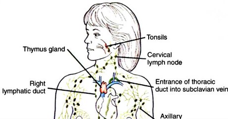 Lymphatic Supplemental Support