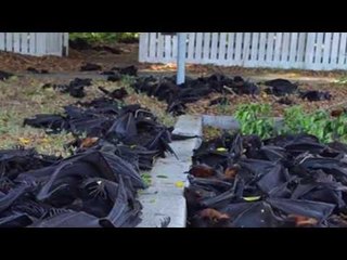 Xác dơi *ch* khát vì nắng nóng chồng chất ở Australia!! [Chuyện lạ Việt Nam]