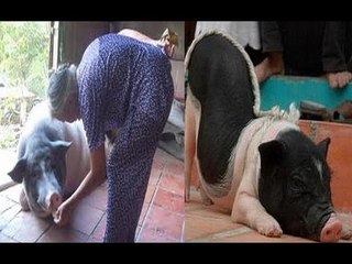 Heo lạ thông minh đột biến chỉ ăn chay và giữ nhà giỏi hơn chó!