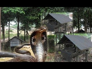 Lạ lùng nơi người ch.ế.t được chôn cùng... rắn độc! [Chuyện lạ Việt Nam]