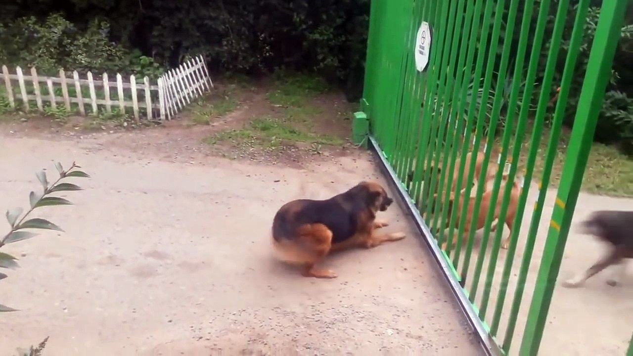 Des chiens qui n'ont que de la gueule! ahaha