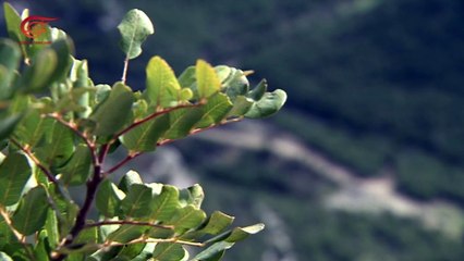 وادي زبقين.. آخر المواقع الحرجية جنوب لبنان في خطر!