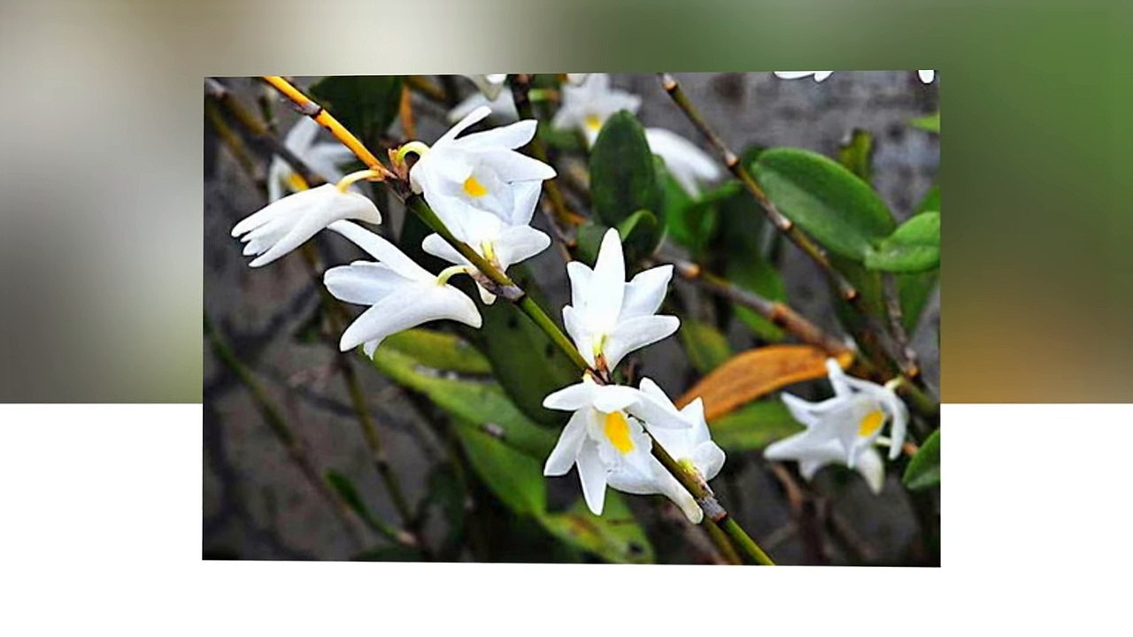 Hình ảnh hoa phong lan trắng tuyệt đẹp