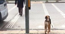 Karşıya Geçerken Yeşil Işığın Yanmasını Bekleyen Köpek Görenleri Şaşırttı