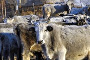 Nesli Tükenme Tehlikesindeki Boz Sığır Koruma Altına Alındı