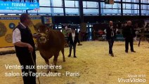 Des vaches limousines vendues à prix d'or !