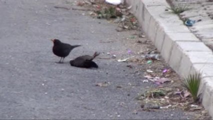 Küçük Kuştan İbretlik Ders