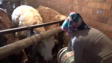 Simavlı Genç Kadın Hibe Düveleri ile Kendi Çiftliğini Kurdu