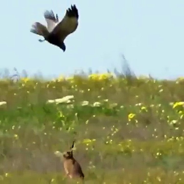 Brave Rabbit