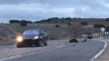 accident causé par un  sanglier