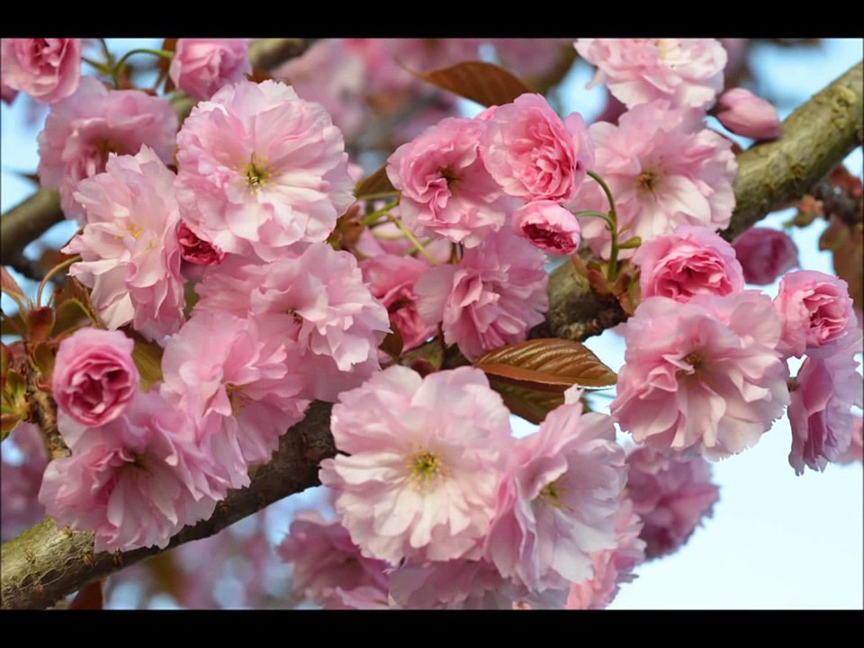 LES SURFS AIME-MOI COMME JE T'AIME