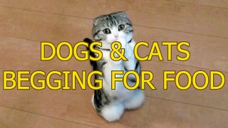 Funny Cute Dogs and Cats Begging For Food