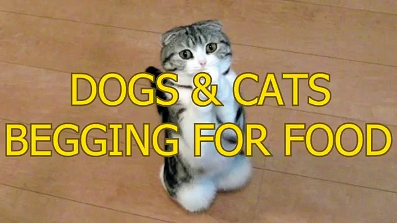 Funny Cute Dogs and Cats Begging For Food