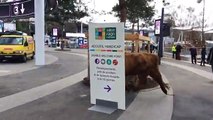 (1) Une vache en liberté au Salon de l'Agriculture