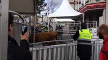 (2) Une vache en liberté au Salon de l'Agriculture