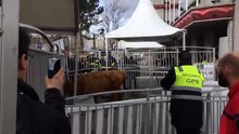 (2) Une vache en liberté au Salon de l'Agriculture