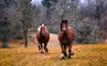 [L'animal & l'homme] Savoir écouter les chevaux pour s’écouter soi-même