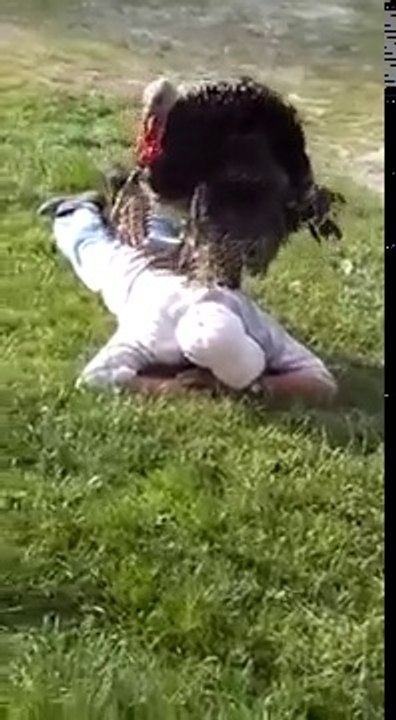 Bartın'da Masaj Yapan Yılbaşı Hindisi