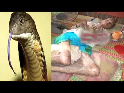 Chuyện khó tin - Ăn thịt rắn bị báo oán trở thành người rắn