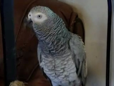 gris du gabon parleur