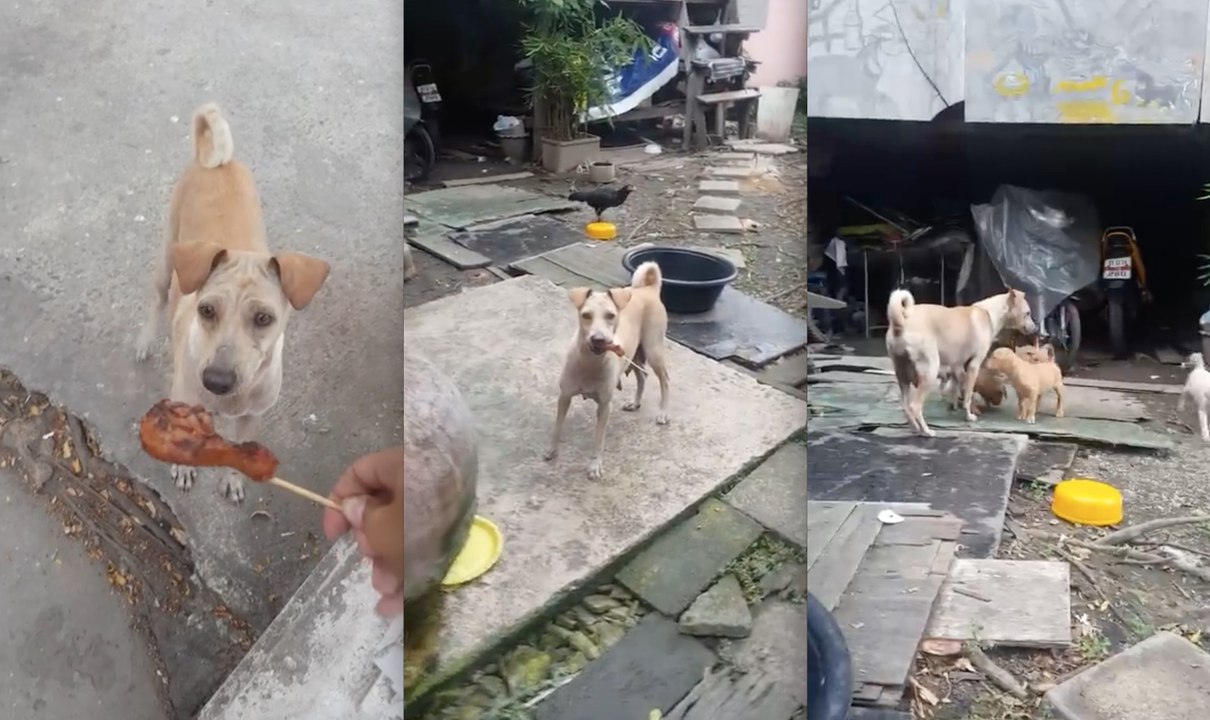 Cette chienne n'hésite pas à demander de la nourriture pour nourrir ses chiots