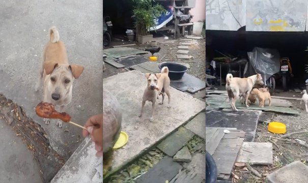 Cette chienne n'hésite pas à demander de la nourriture pour nourrir ses chiots