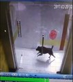 Un chien qui chasse un chat...Instant karma par la suite