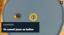 Des bourdons qui apprennent à jouer au ballon