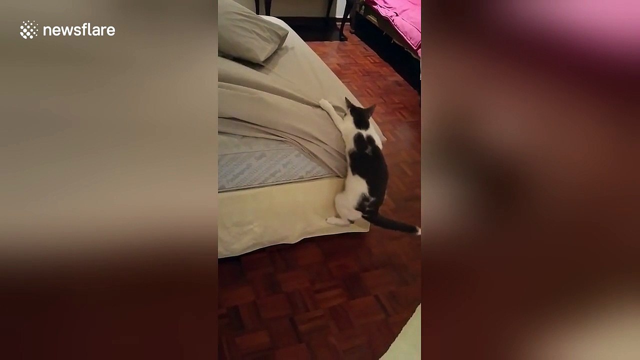 Cat doesn't help owner making her bed