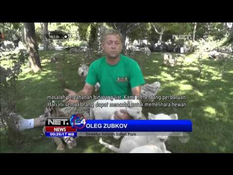 Bermain Bersama Anak Singa Putih dan Harimau Siberia - NET24