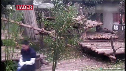 Bakıcısını rahat bırakmayan sevimli panda
