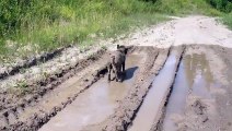 Ce chien kiffe tellement son bain de boue