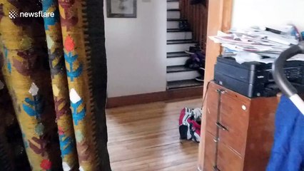 Hungry Alaskan malamute gets her head stuck in cereal box