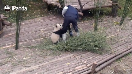 Baby Panda Just Can’t Leave Keeper Alone