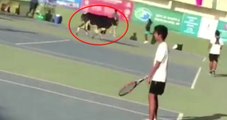 Hindistan'daki Tenis Maçında Korta İnek Girdi