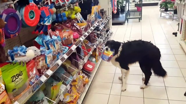 Un chien fait ses courses