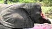 Chuyện khó tin - Đau lòng chú voi bị chặt đầu giữa đường