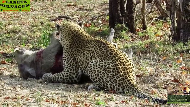 Top 10 Leopard Attacks - Most Amazing Animal Attacks - Crazy Leopard Attacks