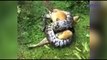 Miracle As Owner Saves Dog From Pythons Clutches