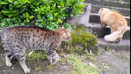 Real Cat Fight │So Funny Cats - Compilation