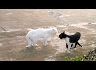 The Legend of Cobra Cat! - Funny cats fighting cobra style -