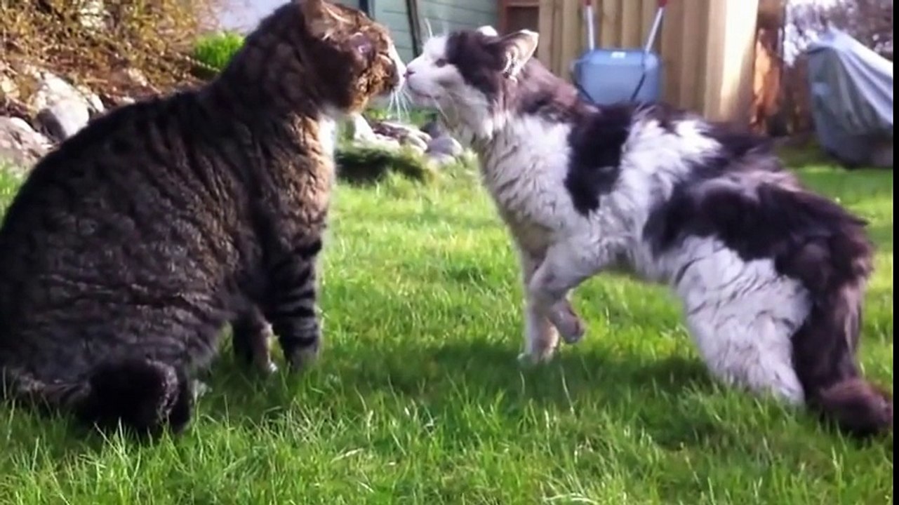 Unbelievable Cat Fight HD 1080P -