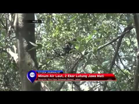 Minum Air Laut, Dua Ekor Lutung Jawa Mati - NET5