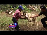 Domba Unik Bertanduk Empat Asal Depok Ditawar Puluhan Juta - NET5