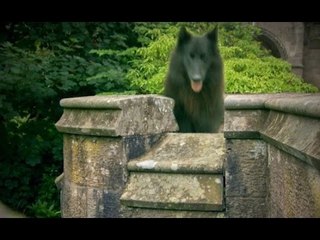 Rùng mình cây cầu chó đi qua đều nhảy xuống t.ự t.ử