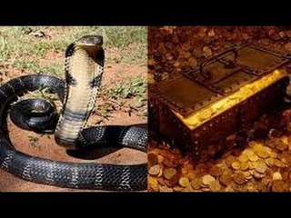 Chuyện lạ Việt Nam- Chuyện về bầy rắn trong kho giữ tiền.