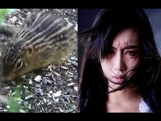 Chuyện lạ Việt Nam- Cô gái hóa "Sóc" dẫn người tìm xác ch**t oan!