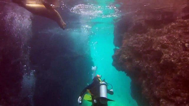 Des plongeurs nagent avec des phoques !